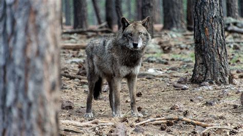Wolves California 的图像结果