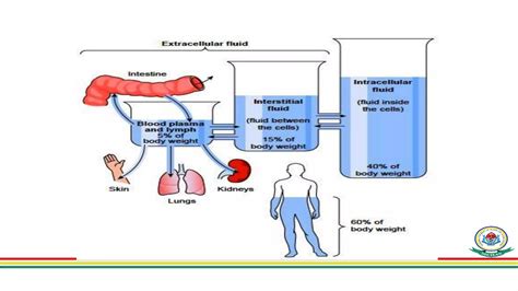 Body Fluids Tutorial 的图像结果