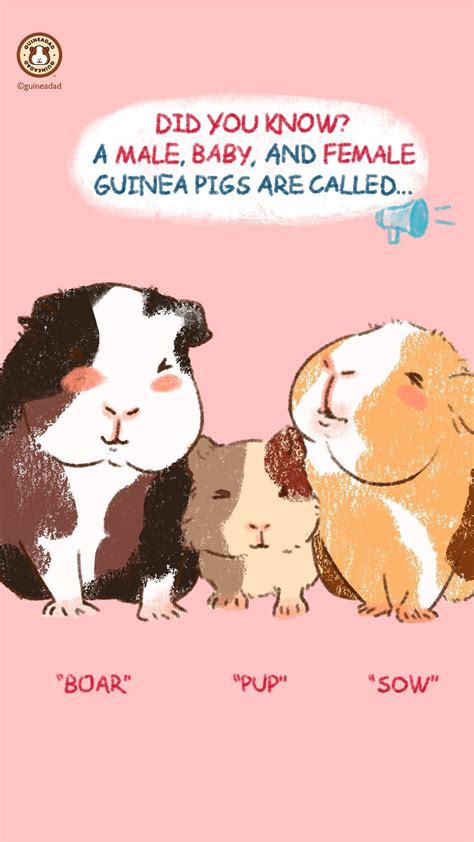 Guinea pig lifespan – Artofit