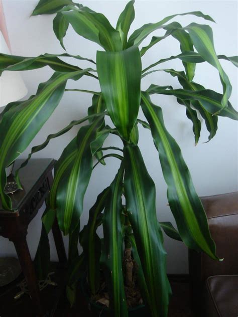 Dracaena fragrans