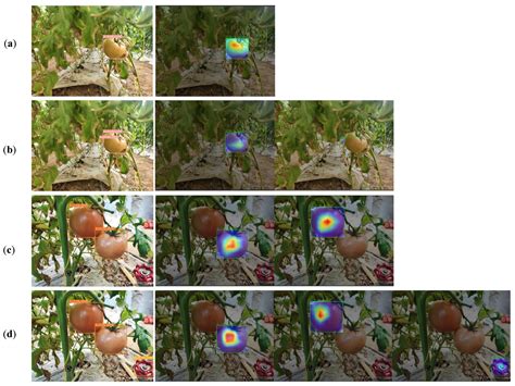 Tomato Maturity Classification Based on SE-YOLOv3-MobileNetV1 Network ...
