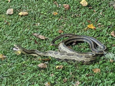 1020 best Rat Snake images on Pholder | Snakes, Whatsthissnake and ...