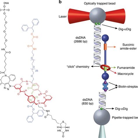 Biological Structure Design 的图像结果