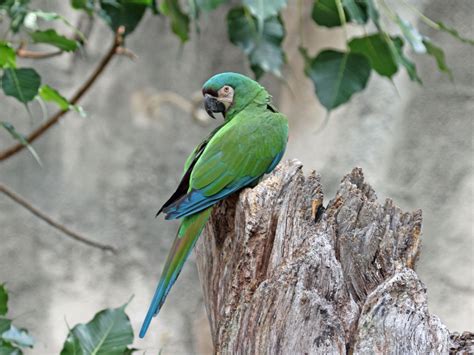 Birds of The World: Macaws (Psittacidae)