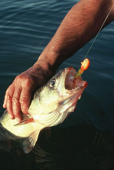 Understanding Ontario Walleyes - AllOutdoor.comAllOutdoor.com