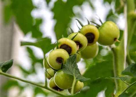 Essential Nutrients & Deficiencies in Plants – Complete Guide
