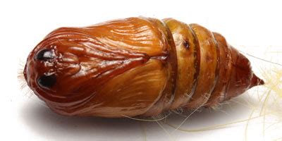 Image result for Micro Camera Arduino