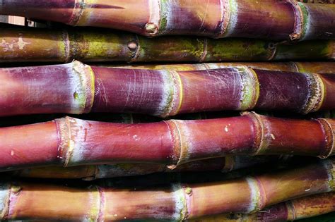 Bamboolib for Python 的图像结果