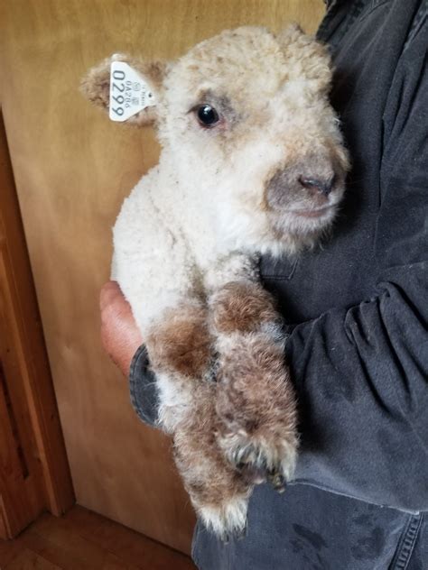 Miniature Babydoll Southdown Sheep For Sale - Tanglewood Farm Miniatures