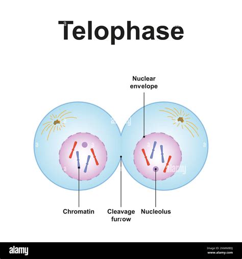 Telophase I