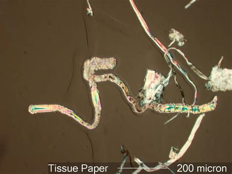 Tissue Paper Fiber Under the Microscope