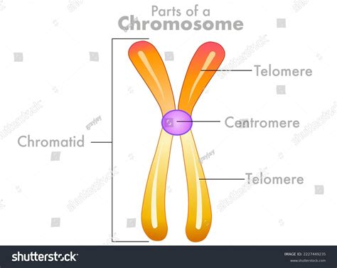 Chromosome Parts Anatomy Diagram Telomere Centromere: เวกเตอร์สต็อก ...