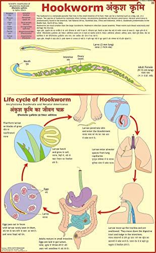 Buy Hookworm Chart Book Online at Low Prices in India | Hookworm Chart ...