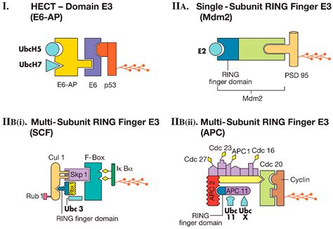 Ubiquitin-Proteasome-Mediated Protein Degradation and Disorders of the ...