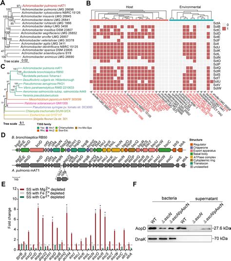 Gut bacterial type III secretion systems aggravate colitis in mice and ...