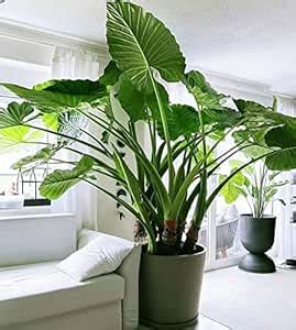 Colocasia plant live pack of 1 : Amazon.in: Garden & Outdoors