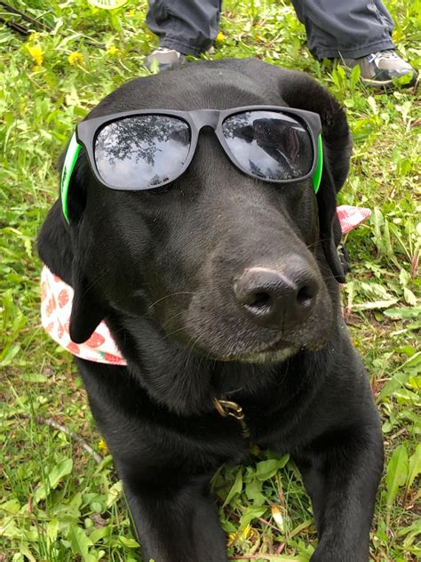 Doggo with glasses cause I can. : r/aww