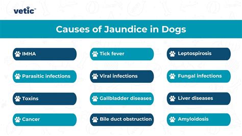 Jaundice in Dogs – Key Signs, Causes & Treatment Options