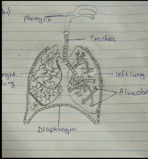 Define Diaphragm? Explain - Brainly.in