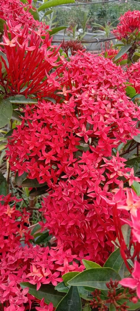 Thetti plant (Shrub plant) – ASHIYANA STORE