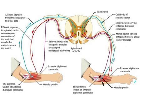 Image result for Contralateral Reflex Example