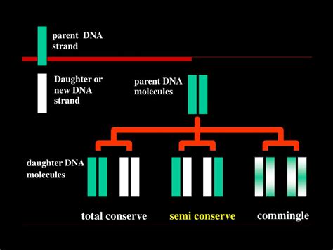 Dna Powerpoint Template The Dna Powerpoint Template M - vrogue.co