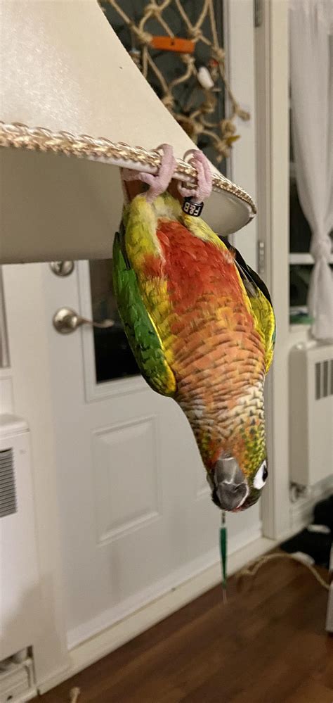 No thoughts head empty~ : r/parrots