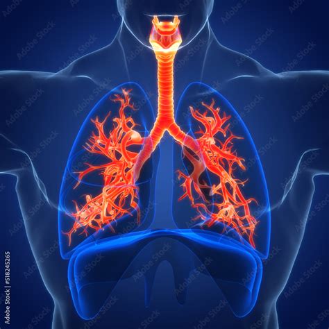 Image result for Lung Segmentation Using CNN