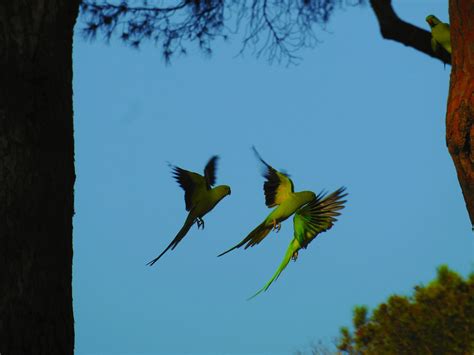 Image result for Bird Simple Parrot Image