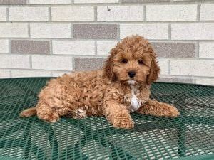 Image result for Dogs 101 Cockapoo