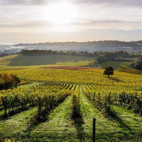 DENBIES WINE ESTATE LTD (2026) All You Need to Know BEFORE You Go (with ...