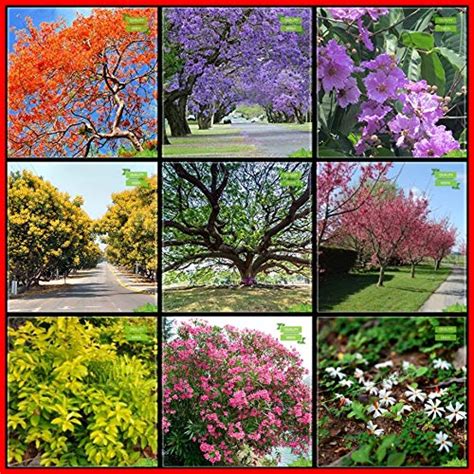 Buy Creative Farmer Garden Seeds Combo Flower Tree & Tree Seeds ...