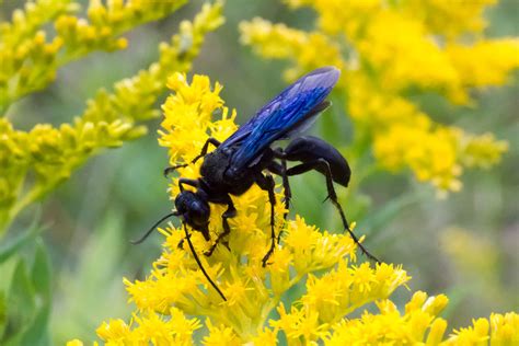 Blue Mud Dauber