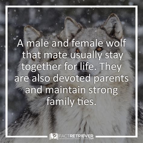 Image result for Wolves Facts