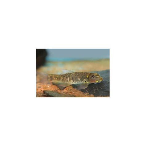 Best Cheapest Aquarium Fish Online at Low Price – Best4Pets
