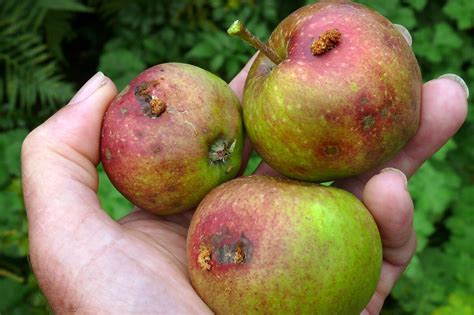 Image result for Codling Moth Control