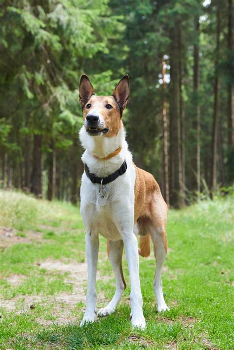 6 Friendliest Dog Breeds That Love People