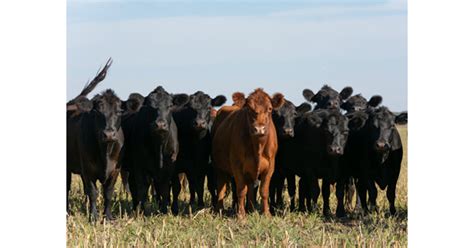 Cattle Vector Art Vector Product Product Recipe Product