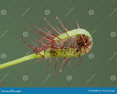 P5240078 Closeup of a Cape Sundew Carnivorous Plant Drosera Capensis ...