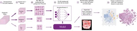Predicting and Visualizing STK11 Mutation in Lung Adenocarcinoma ...