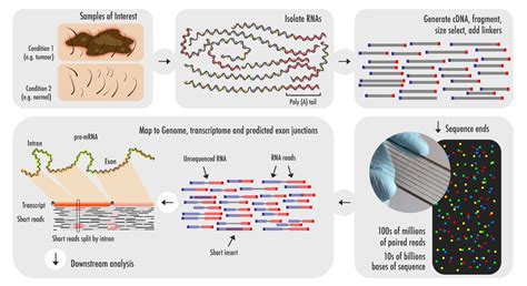RNA-Seq vs Microarray 的图像结果