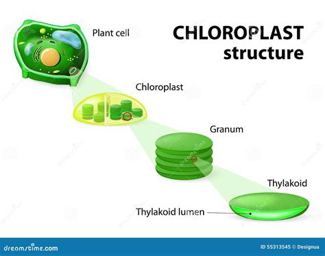Chloroplast Structure Stock Vector - Image: 55313545