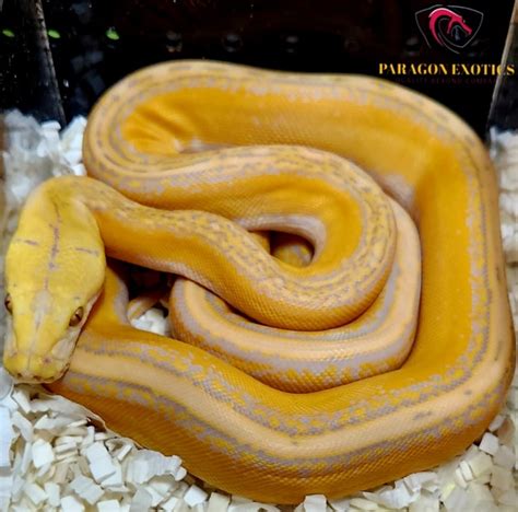 Image result for Mocha Marble Reticulated Python