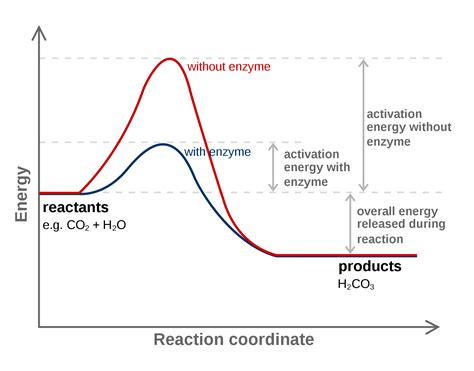 How Enzymes Lower Activation Energy