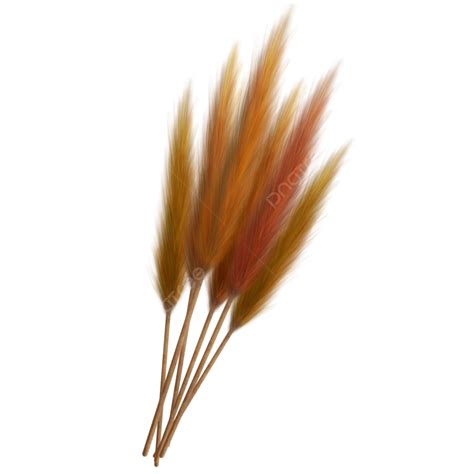 Pampas Grasses Dry Flower, Pampas, Dry Flower, Decorative PNG ...