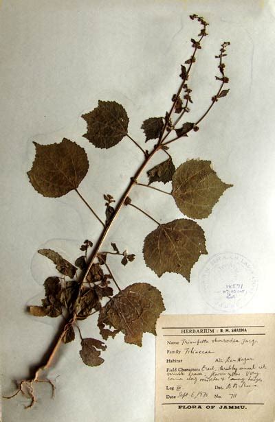 triumfetta_rhomboidea