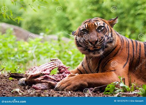 Sumatran Tiger Eating Its Prey Stock Image - Image of male, carcass: 18137579
