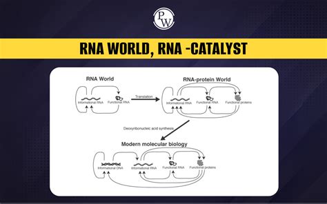 RNA World Explained 的图像结果