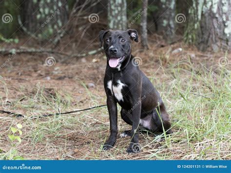 Black Pitbull Lab Mix Puppy