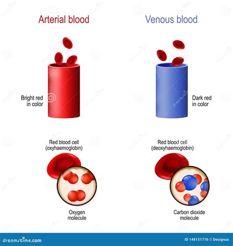 Blood Gas Analysis Arterial Vs Venous at Willie Shelley blog